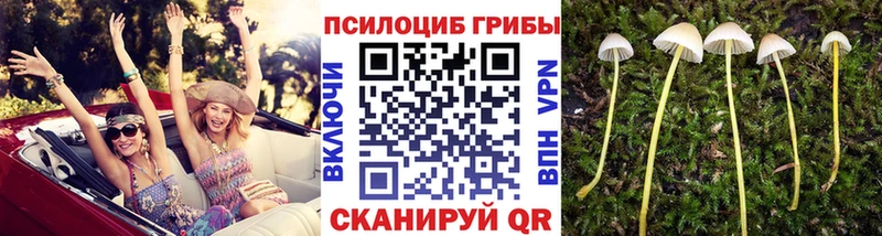 как найти закладки  Аргун  Галлюциногенные грибы Cubensis 
